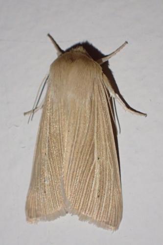 Réf. 268 490 : Mythimna pallens
